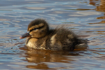 Little duckling swims on the water