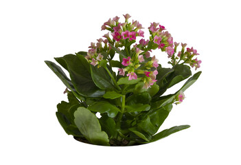 Kalanchoe blossfeldiana pot isolated on white background. Clipping path.