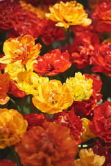 Peony tulips of yellow, red and orange colors