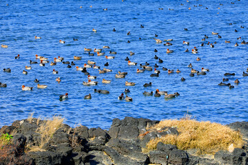 철새 도래지에서 겨울을 보내고 있는 철새들의 모습이다.