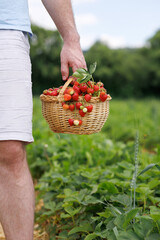 Wicker basket with ripe red strawberries in the hands of a man standing on a plantation