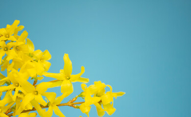 Forsythia blooming flowers on sunny blue sky background.