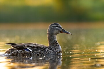 Close up of duck swimming in lake at sunrise. Single Duck swims quietly at Sunrise.