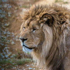 Portrait of an African lion.