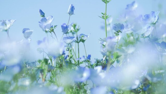 風に揺れるネモフィラ