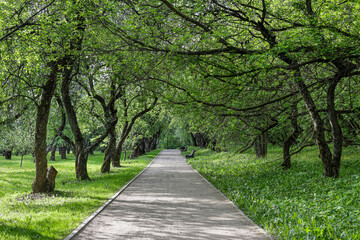 Fototapeta na wymiar road in the park with green tree branches and benches