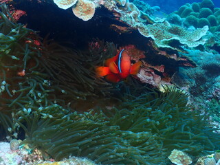 Fototapeta na wymiar Tomato Clownfish and Anemone in Kerama