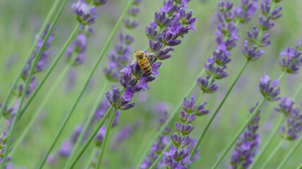 ラベンダーの蜜を集めるミツバチ