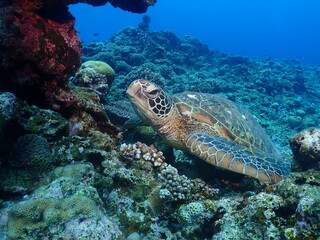 Coral reef and Green turtle in Zamami