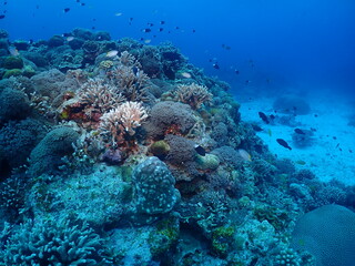Fototapeta na wymiar Various Corals and Tropical fish in Zamami, Okinawa
