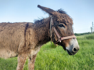 Close-up view of a donkey in Romania