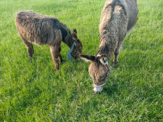 A donkey and her foal are grazing grass