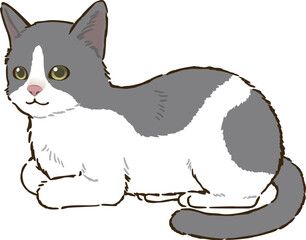 香箱座りする猫（バイカラー）