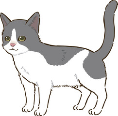 猫（バイカラー）