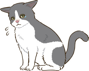 悲しむ猫（バイカラー）