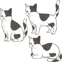 色々な姿勢の猫（白黒ぶち模様）