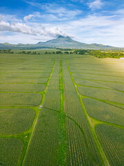 drone shot of the majestic Mount Matutum in Mindanao surrounded by acres of pineapple plantation