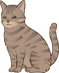 お座りする猫（キジトラ、短毛）