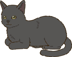 香箱座りする黒猫（短毛）