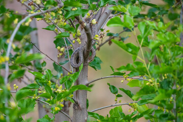 The black whip snake (Dolichophis jugularis) lives in its natural habitats in Greece, Jordan, Kuwait, Turkey and Malta.The photo shows a young individual who has not yet acquired the black color.