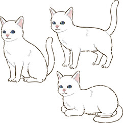 色々な姿勢の白猫（短毛）