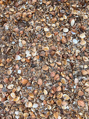 Seashells on a shelly beach in Derbent. Seashells background 
