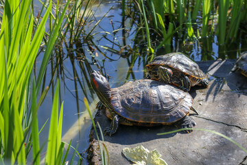 turtle rest in a pond close up view