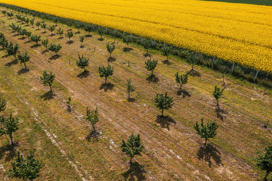 Aerial shot of hazelnut orchard and oilseed rape field in bloom from drone pov
