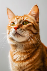 Obraz premium portrait of a red cat on a light background. Vertical photo. AI generated