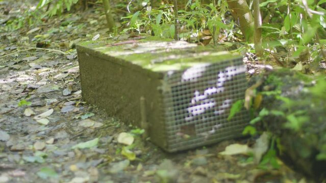 Close up of a rat trap in a native New Zealand forest with focus pulling