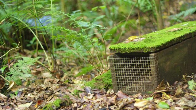 Close up shot of a rat trap on the ground in a native New Zealand forest