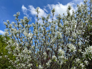 Pear, Amelanchier, denticulata