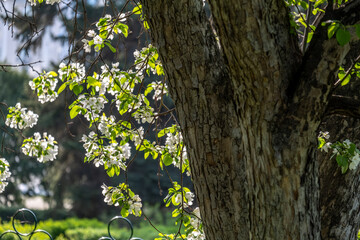 Branches of a blooming apple tree in the park on a spring morning.