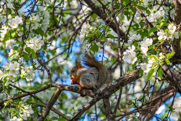 A squirrel sits on a branch of a blooming apple tree on a spring day.