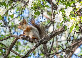 A squirrel sits on a branch of a blooming apple tree on a spring day.