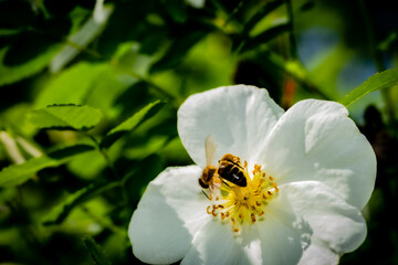 Flower and bee