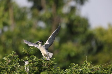 Black-crowned night heron (Nycticorax nycticorax) in Japan