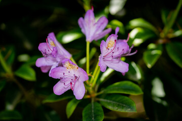 Obraz premium Flower