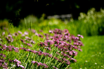Obraz premium Flower