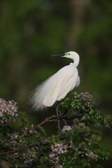 Great Egret (Ardea alba modesta) breeding feathers 