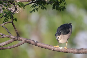 Black-crowned night heron (Nycticorax nycticorax) in Japan