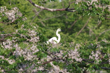 Great Egret (Ardea alba modesta) breeding feathers 