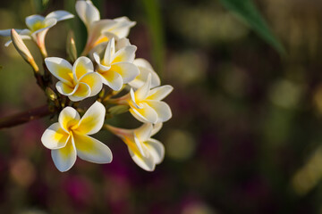 Fototapeta premium fragrant blossoms from a plumeria shrub in a resort from egypt detail view