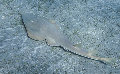 guitarfish swimming at the seabed in the red sea egypt detail
