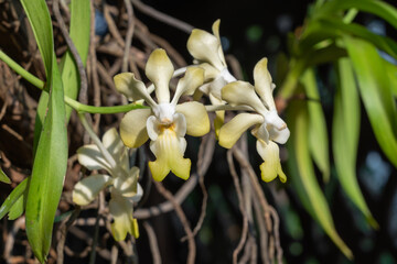 Closeup view of epiphytic orchid species vanda denisoniana yellow and white flowers blooming outdoors in tropical garden