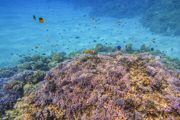 Fototapeta na wymiar lot of little fishes over colorful corals in blue sea water