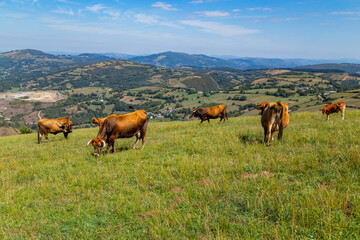 Fototapeta na wymiar Cows grazing in Pyrenees