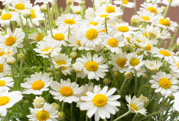 Camomile flowers as background, top view
