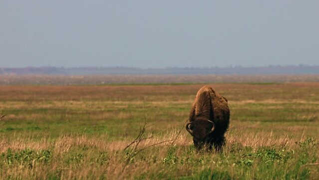 Bison grazing peacefully on the prairie. Wild buffalo during spring moult. Bison buffalo walking in a field. Watching from a long distance on a windy day. Slow motion 120fps, 10 bit video