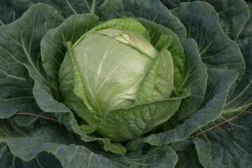 Fototapeta premium Growing white cabbage